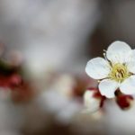 Lire la suite à propos de l’article Baika – fleurs de prunier